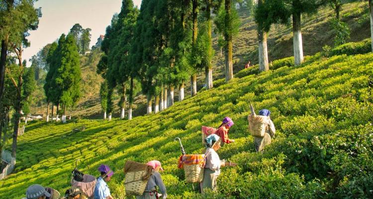 Tea pickers wearing baskets harvest bright green tea leaves on terraced slopes lined with tall shade trees.