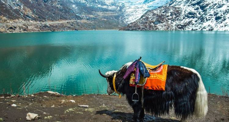 A decorated yak stands beside a turquoise alpine lake surrounded by snow-covered mountains.