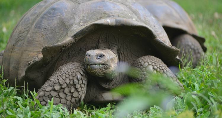 Riesige Galápagos-Schildkröte, halb versteckt unter ihrem gewölbten Panzer, während sie grünes Gras abweidet.