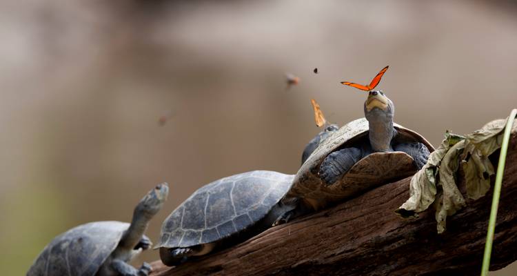 Drei Flussschildkröten sitzen auf einem Baumstamm, während orangefarbene Schmetterlinge um sie herumflattern.