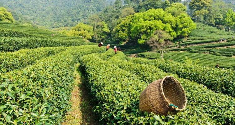 Workers picking tea leaves in vibrant green terraced tea gardens stretching across rolling hills.