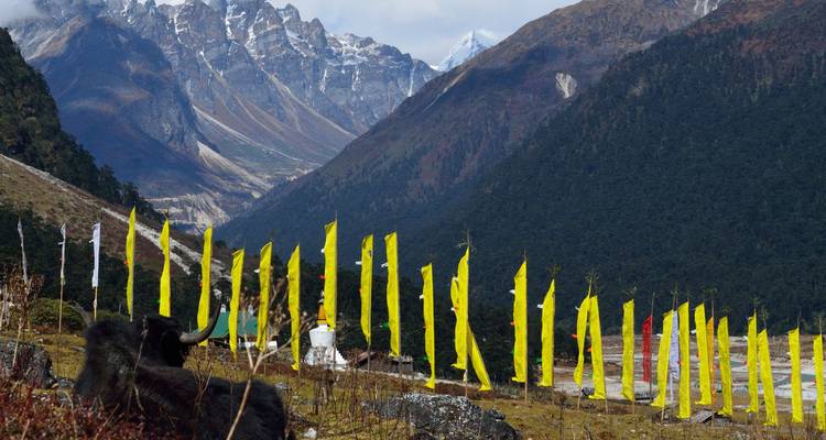 Yellow prayer flags fluttering in a high mountain valley with a resting yak and towering peaks in the distance.