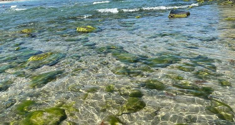 Crystal-clear shallow sea water reveals green algae-covered rocks near the Bulgarian Black Sea coast.