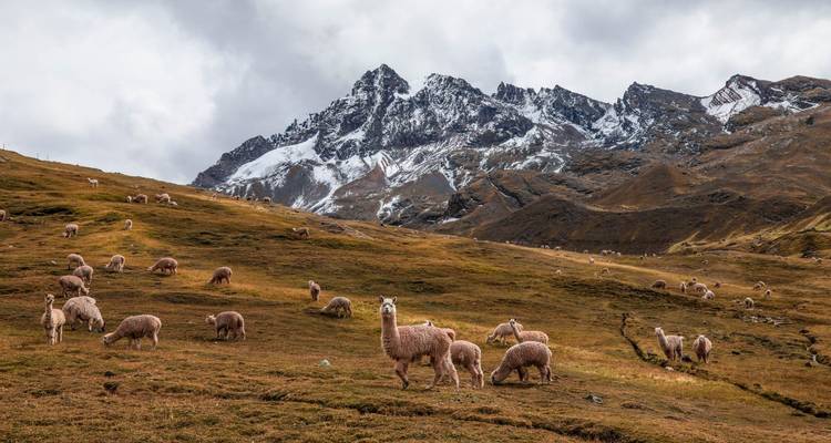Large herd of alpacas grazing on golden high-altitude meadow beneath snow-capped Andean peak.