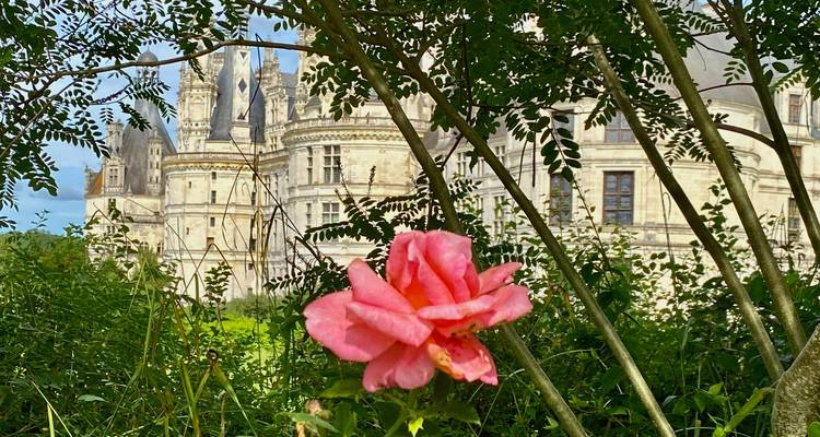 Pink rose in foreground with blurred towers of Château de Chambord framed by foliage behind.