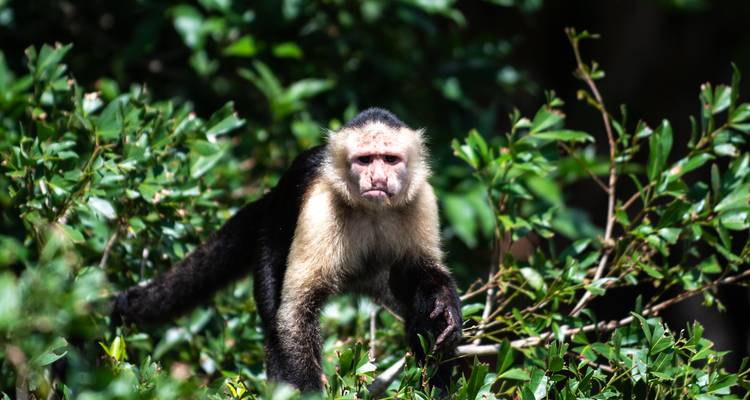 Close-up of a white-faced capuchin monkey perched among dense green foliage