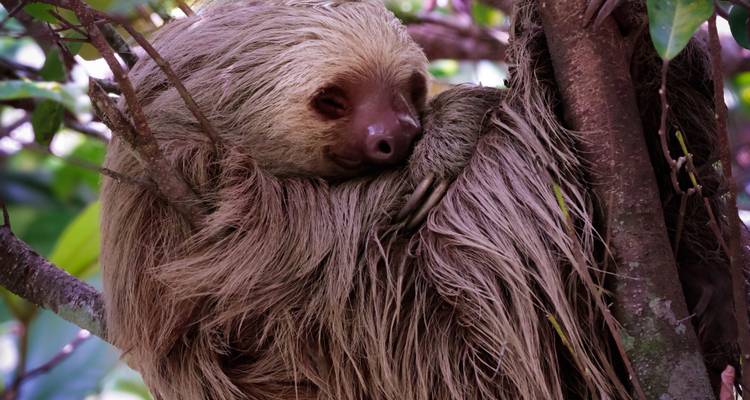 A brown two-toed sloth curled up asleep on a tree branch surrounded by leaves