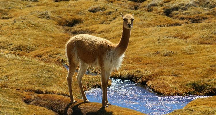 Wilde vicuña staat alert op gouden Andesgrasland naast een sprankelende beek.