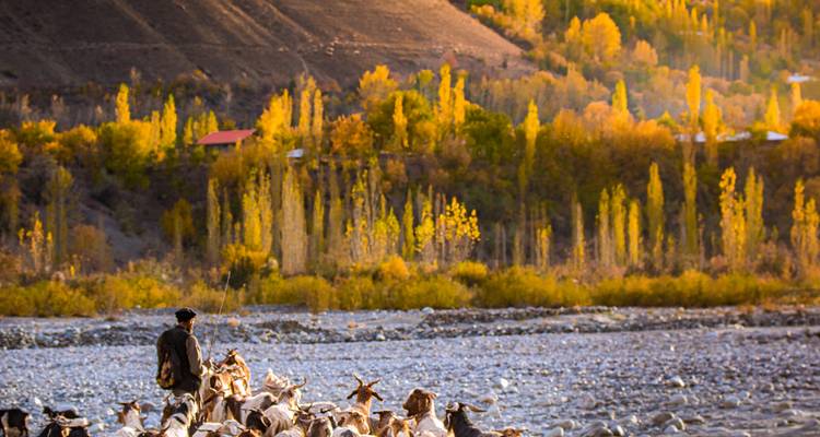 Un pastor guía un rebaño de cabras a través de un lecho rocoso de río enmarcado por árboles dorados de otoño.