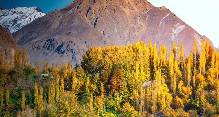 El bosque dorado de otoño se extiende bajo picos escarpados marrones espolvoreados con nieve temprana.