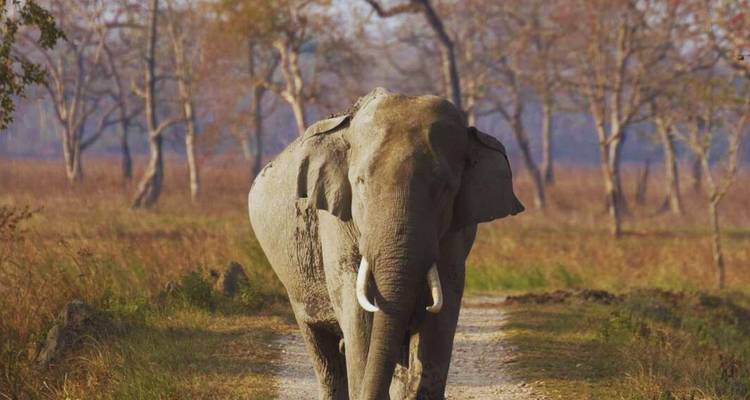Wilde Aziatische olifant lopend langs een zandpad door droog bos.