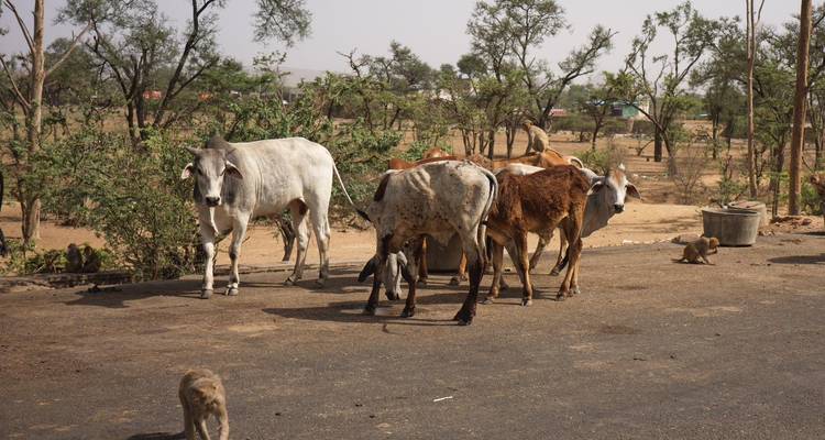 Un groupe de bovins se tient au bord d'une route de village avec des arbres arides en arrière-plan.