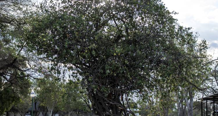 Arbre feuillu dense aux branches emmêlées rétroéclairé par le soleil dans un parc sec.