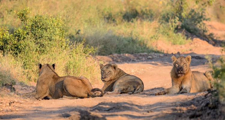Tres leones descansando en un sendero polvoriento de safari rodeado de vegetación verde.