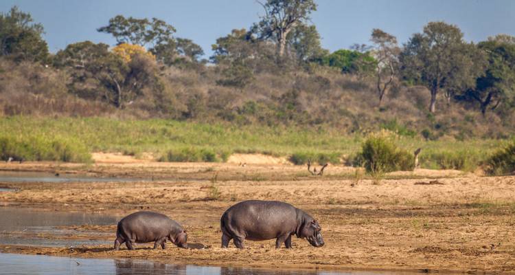 Dos hipopótamos pastando en la orilla arenosa del río con agua tranquila y fondo boscoso.