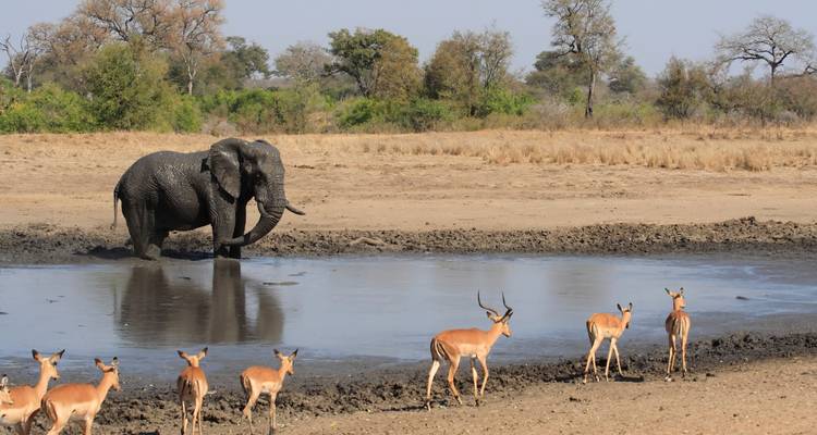 Gran elefante bañándose en un charco lodoso mientras impalas observan cerca en la sabana seca