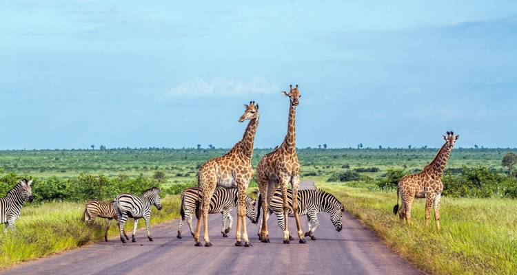 Giraffen und Zebras mischen sich auf einer asphaltierten Parkstraße über offene Savannenebenen.