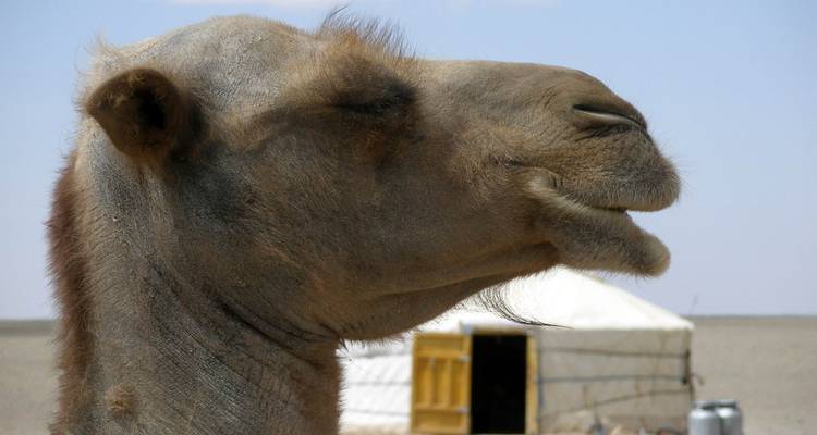Gros plan de profil d'un chameau de Bactriane debout dans une plaine désertique ouverte avec une yourte mongole traditionnelle floue en arrière-plan sous un ciel bleu éclatant.