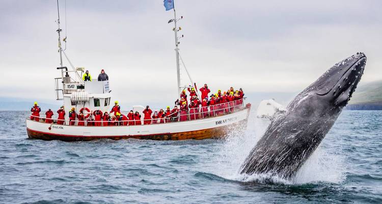 Een bultrug breekt door het wateroppervlak naast een boot vol ingepakte walvisspotters gekleed in rode pakken.