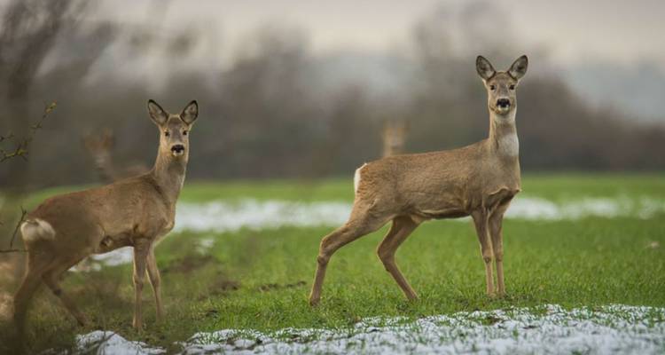 Pair of alert deer stand on a green meadow with traces of melting snow.