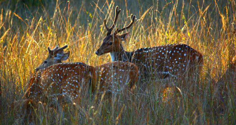 Spotted deer graze in tall sun-drenched grass at dusk.