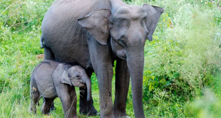 Mother elephant shelters her calf amid lush green vegetation.