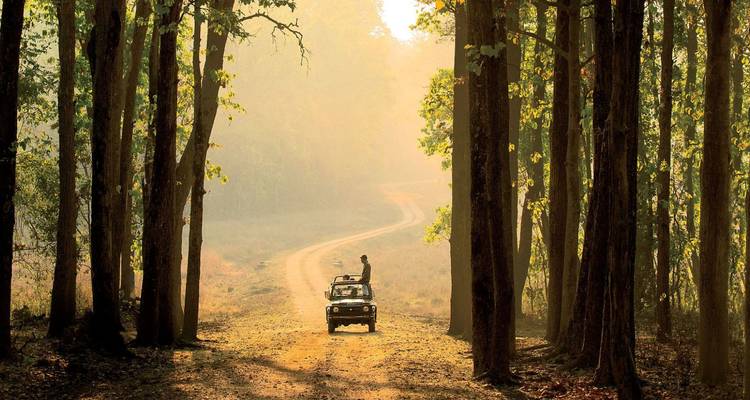 Open-top jeep drives along a misty forest track flanked by tall sal trees at dawn.