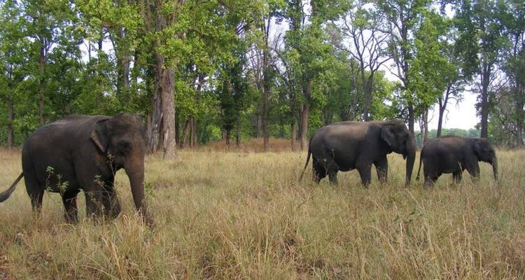 Three Asian elephants stroll through dry forest grass between tall trees.
