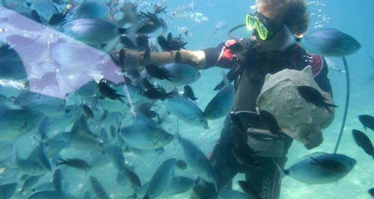 Plongeur sous-marin nourrissant un banc de poissons colorés dans une eau tropicale claire.
