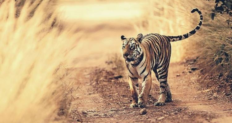 Bengal tiger walking along dusty jungle track with tall golden grasses glowing.