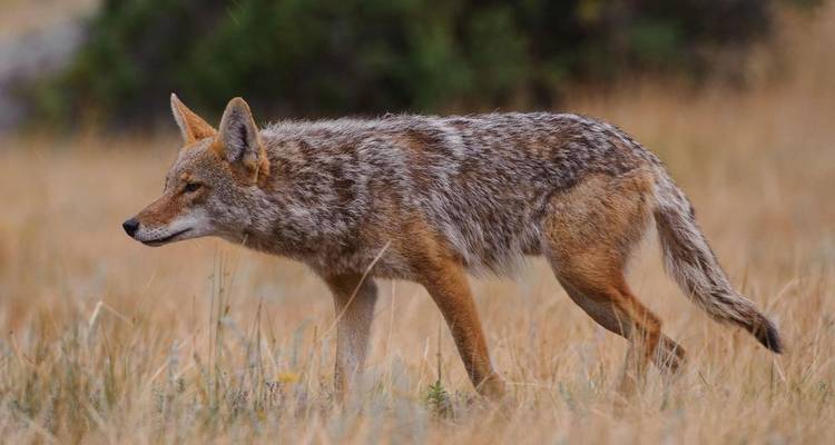 Coyote prowling through dry meadow with alert stance.
