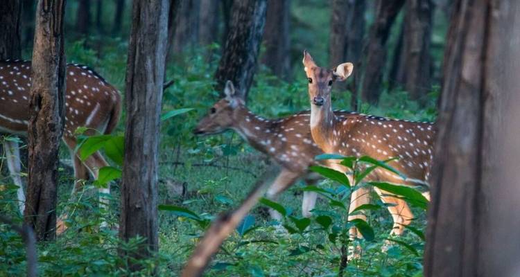 Spotted deer standing alert among green forest trees in soft light.