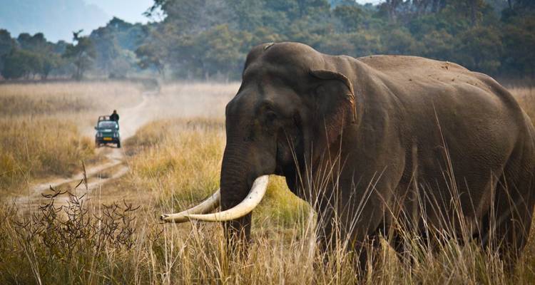 Huge bull elephant with long tusks beside safari jeep on dusty grassland track.
