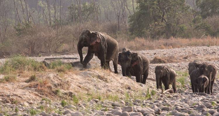 Herd of elephants traversing stony riverbed in dry forest landscape.
