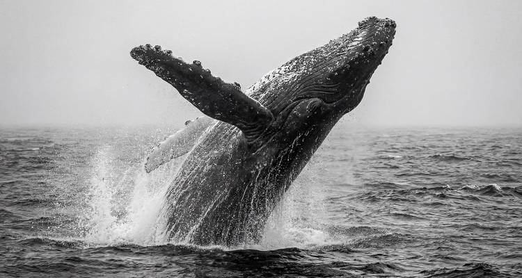 Black-and-white capture of a humpback whale breaching dramatically from choppy ocean waters.