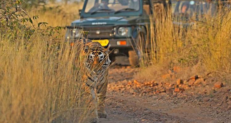 Un tigre du Bengale émerge des hautes herbes sur un chemin de terre avec une jeep de safari qui suit prudemment derrière.