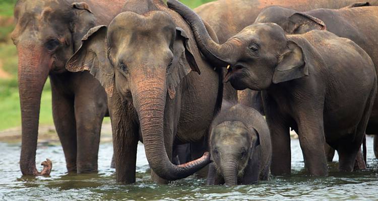 Troupeau d'éléphants d'Asie debout et se baignant ensemble dans une rivière peu profonde.