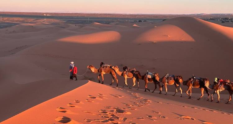 Kamelkarawane führt durch sonnendurchflutete orange Dünen der Sahara am späten Nachmittag.