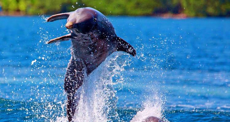 Een dolfijn die opspringt uit helder blauw water en dramatisch spat tegen een achtergrond van mangroves.