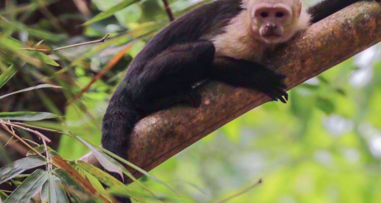 Een witgezicht kapucijnaap die luiert op een boomtak te midden van weelderig groen regenwoudgebladerte.