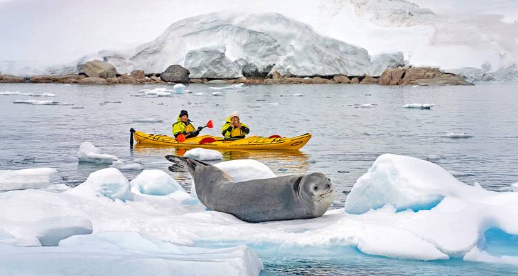 Weddell seal resting on ice with two kayakers paddling among Antarctic floes.