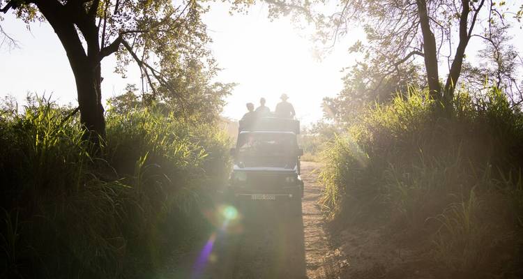 Un jeep safari avec des voyageurs traverse de hautes herbes rétroéclairées au lever du soleil créant des silhouettes.