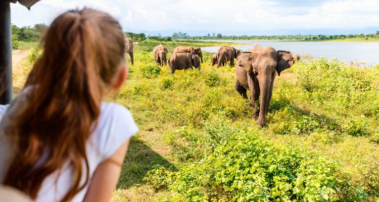 Un voyageur dans un véhicule de safari observe un groupe d'éléphants qui broutent près d'un lac.