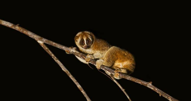 Un loris lent nocturne s'agrippe à une branche fine sur un fond noir profond.