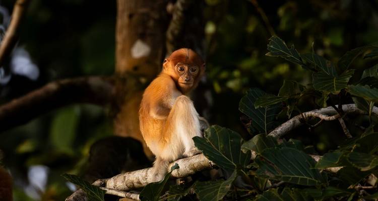 Un jeune singe nasique au pelage orange se perche sur une branche d'arbre entourée de feuilles.