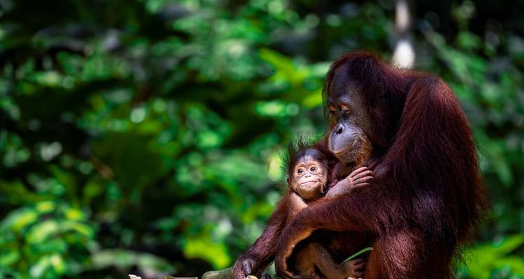Une mère orang-outan berce son bébé sur un fond de jungle verdoyante et luxuriante.
