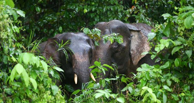 Deux éléphants pygmées de Bornéo pointent le bout de leur tête à travers la végétation dense de la forêt tropicale.