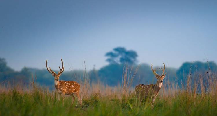 Deux cerfs tachetés se tiennent en alerte dans les hautes herbes contre un ciel d'aube bleu brumeux.