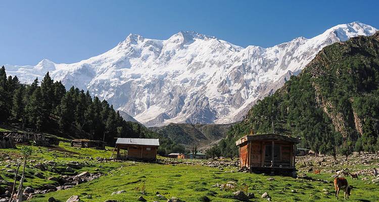 Lush green Fairy Meadows with wooden huts set before the massive snow wall of Nanga Parbat.
