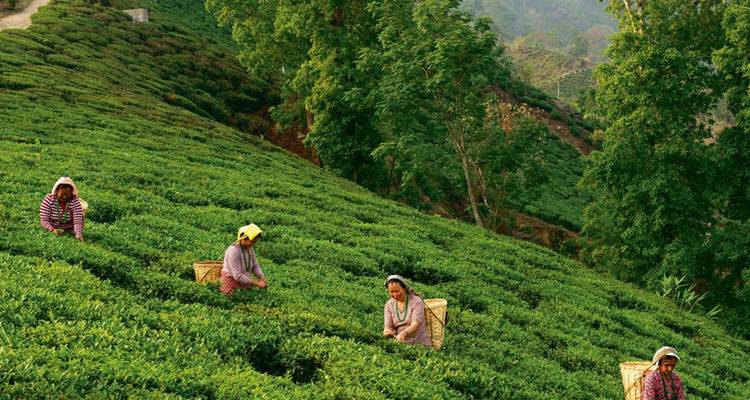 Four tea pickers working on lush green terraced tea gardens on a hillside.